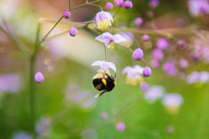 Biene mit Blume